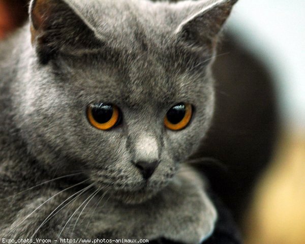 Photo de Chartreux