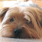 Photo de Yorkshire terrier