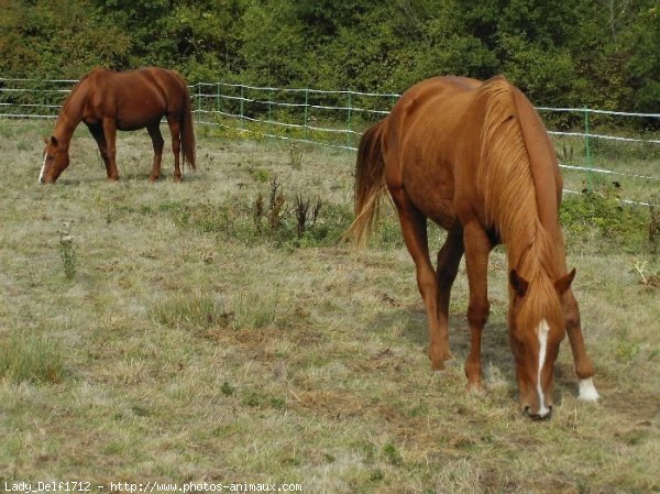 Photo de Quarter horse