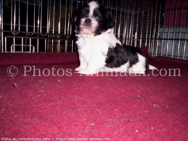 Photo de Shih tzu