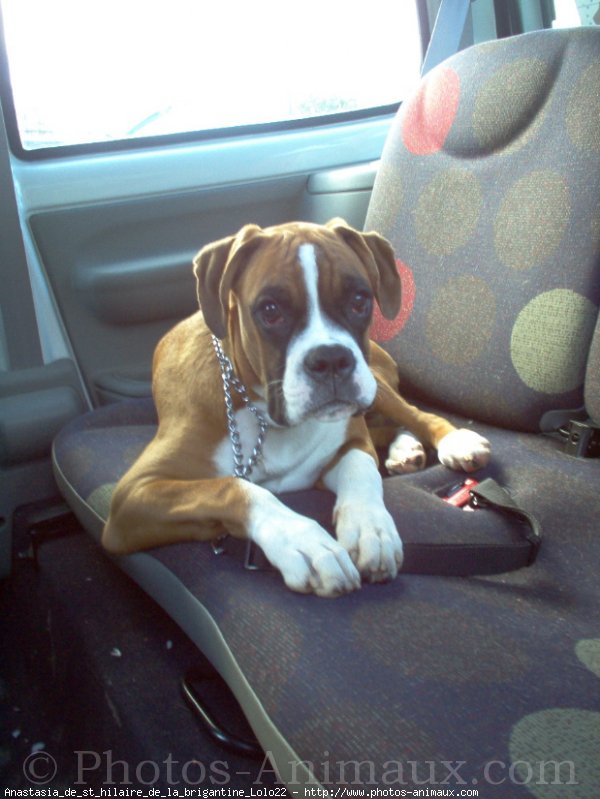 Photo de Boxer