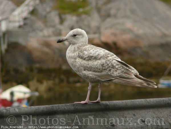 Photo de Mouette