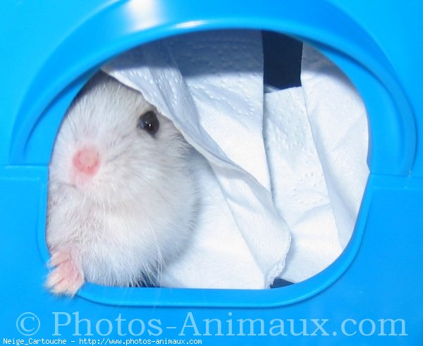 Photo de Hamster