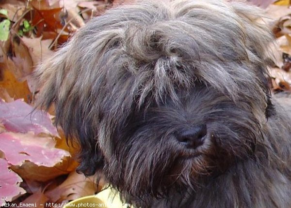 Photo de Lhassa apso