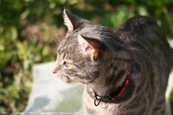 Photo de Chat domestique