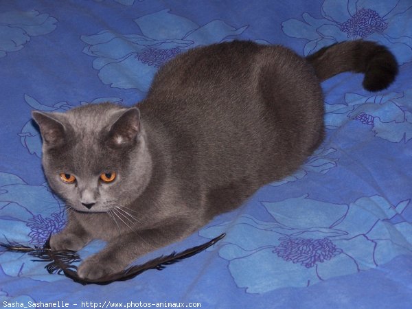 Photo de Chartreux