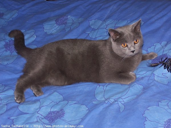 Photo de Chartreux