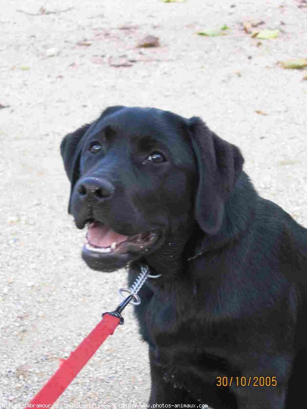 Photo de Labrador retriever