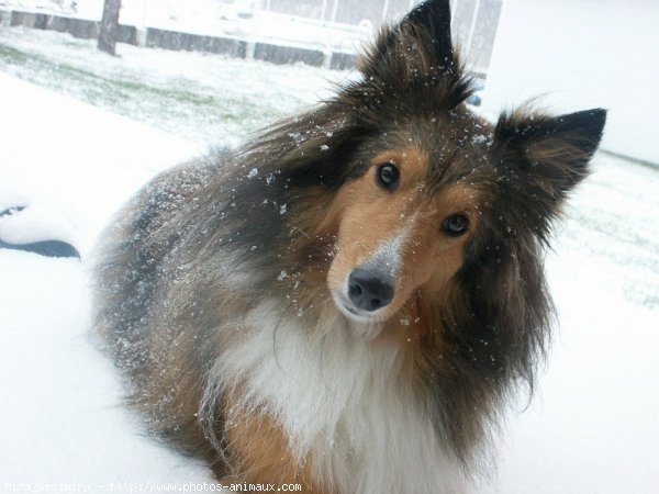 Photo de Chien de berger des shetland