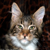 Photo de Maine coon