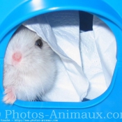 Photo de Hamster