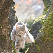 Photo de Chat domestique