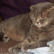 Photo de Scottish fold