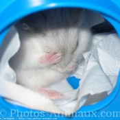 Photo de Hamster