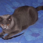 Photo de Chartreux