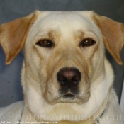 Photo de Labrador retriever