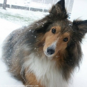 Photo de Chien de berger des shetland