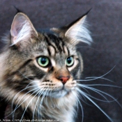 Photo de Maine coon