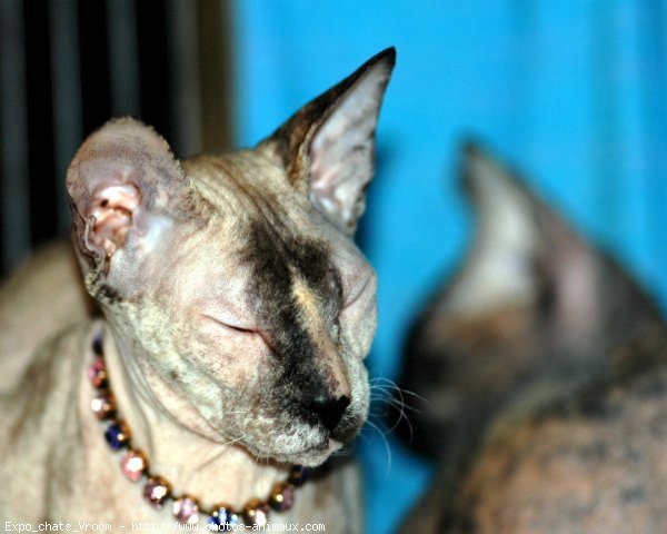 Photo de Sphynx