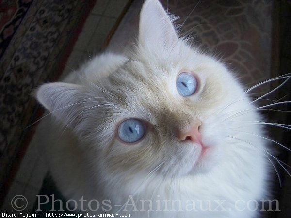 Photo de Ragdoll