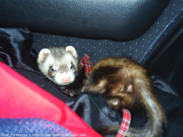 Photo de Furet