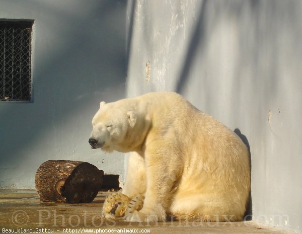 Photo d'Ours