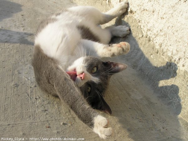 Photo de Chat domestique