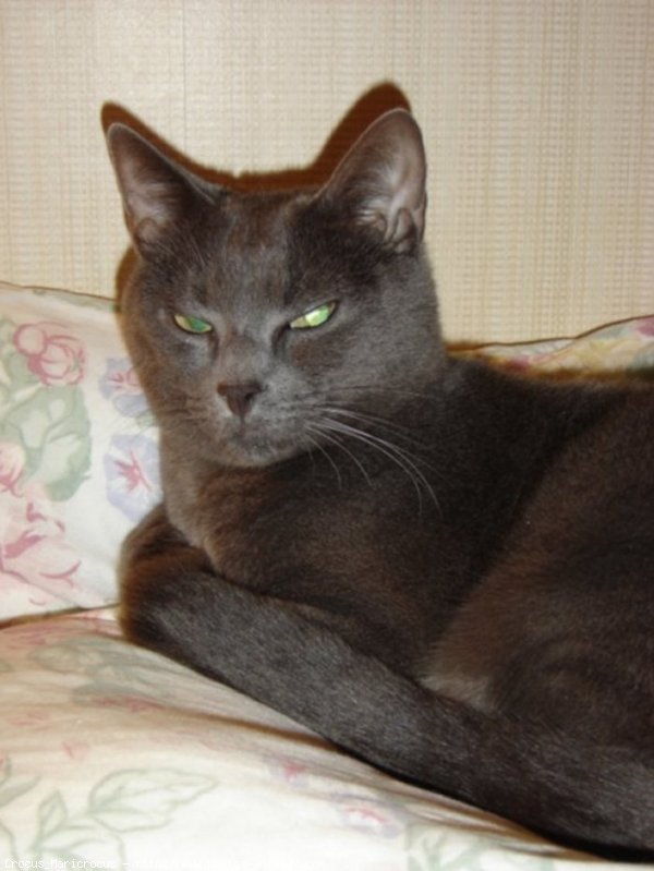 Photo de Chartreux