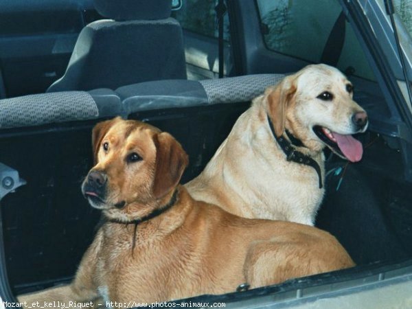 Photo de Labrador retriever