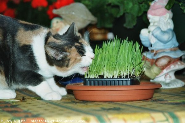 Photo de Chat domestique