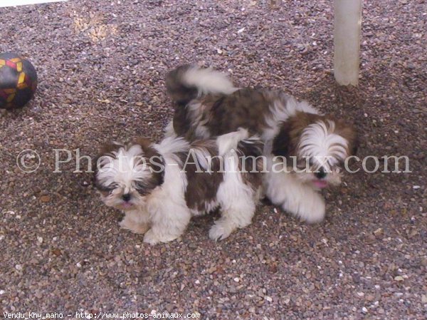 Photo de Shih tzu