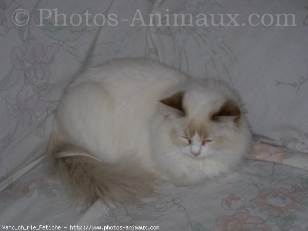 Photo de Ragdoll