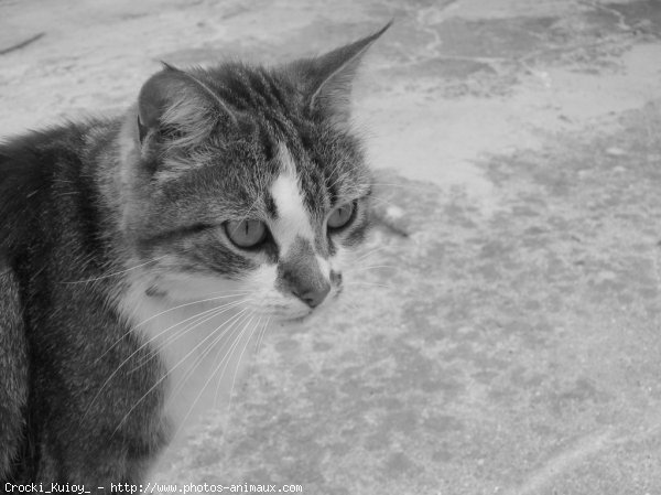 Photo de Chat domestique