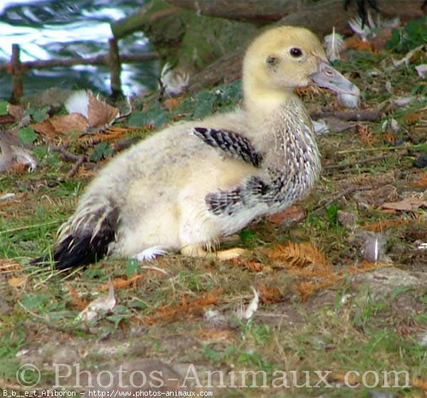 Photo de Canard