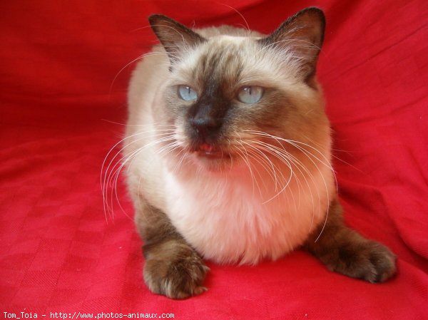 Photo de Sacr de birmanie