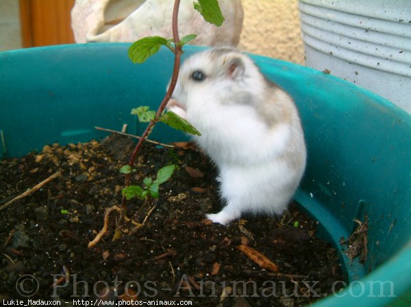 Photo de Hamster