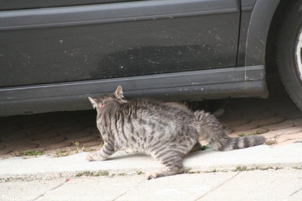 Photo de Chat domestique