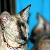 Photo de Sphynx