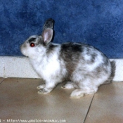 Photo de Lapin