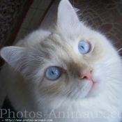 Photo de Ragdoll