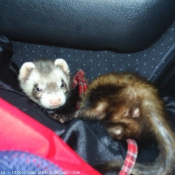 Photo de Furet