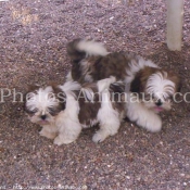 Photo de Shih tzu