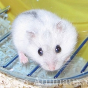 Photo de Hamster