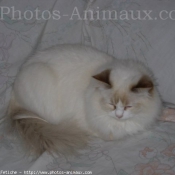 Photo de Ragdoll