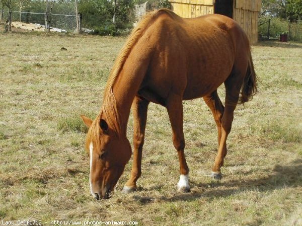 Photo de Quarter horse