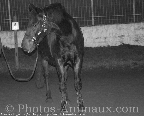 Photo de Croisement