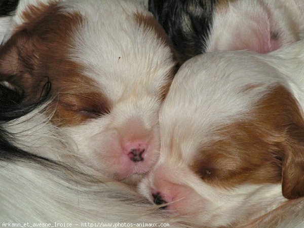 Photo de Cavalier king charles spaniel