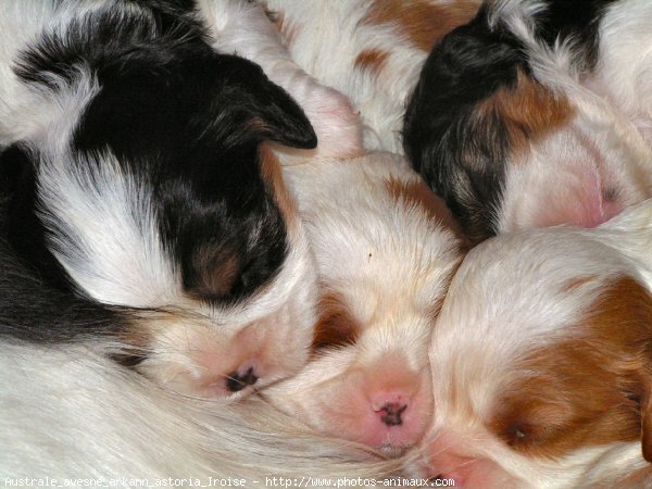 Photo de Cavalier king charles spaniel