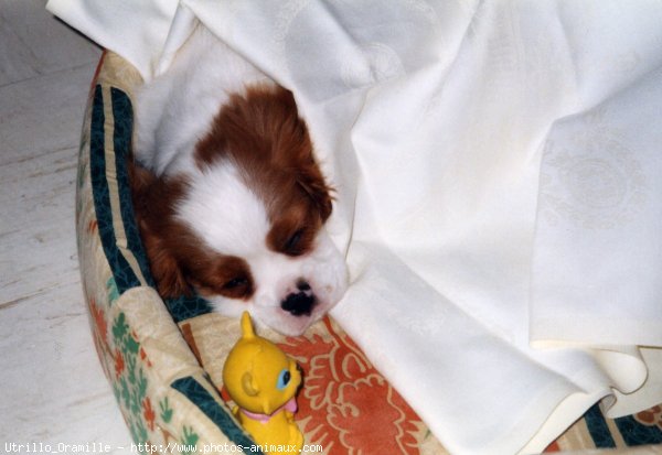 Photo de Cavalier king charles spaniel