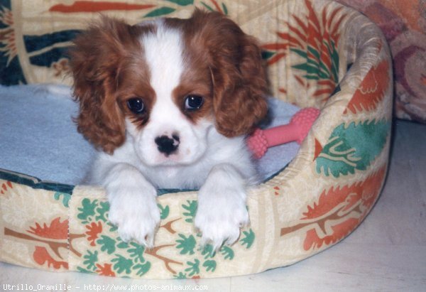 Photo de Cavalier king charles spaniel